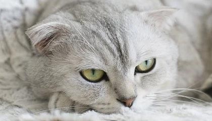 kering.com-捷足先登！门兴格拉德巴赫坚守主场实现胜利，门兴格拉德巴赫球队